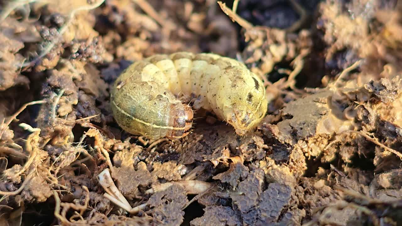 Primo piano macro di un bruco raggomitolato che riposa nel terreno secco con detriti organici e superficie terrestre texturizzata