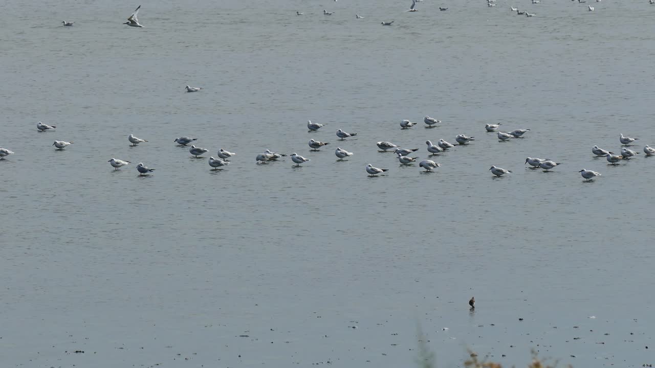 얕은 물에 앉아 있는 갈매기는 바람을 피해 숨는다