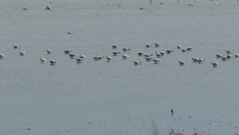 Gulls-perched-in-shallow-water-hide-from-the-wind