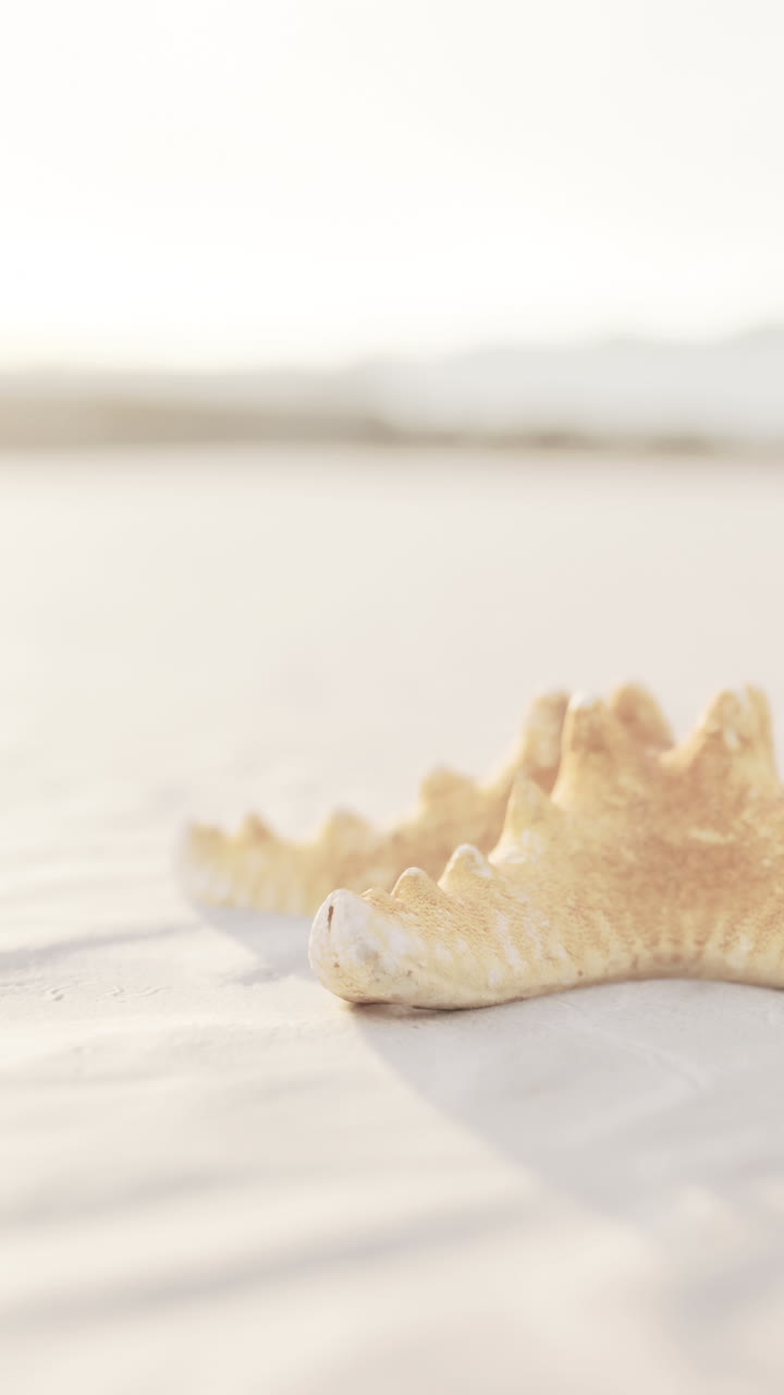 Concha de mar en la playa