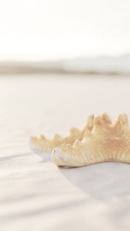 seashell on the beach