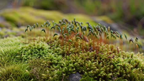 a close-up view of lush green moss and delicate moss spores captured in nature, showcasing the vibrant growth amidst the rocky terrain