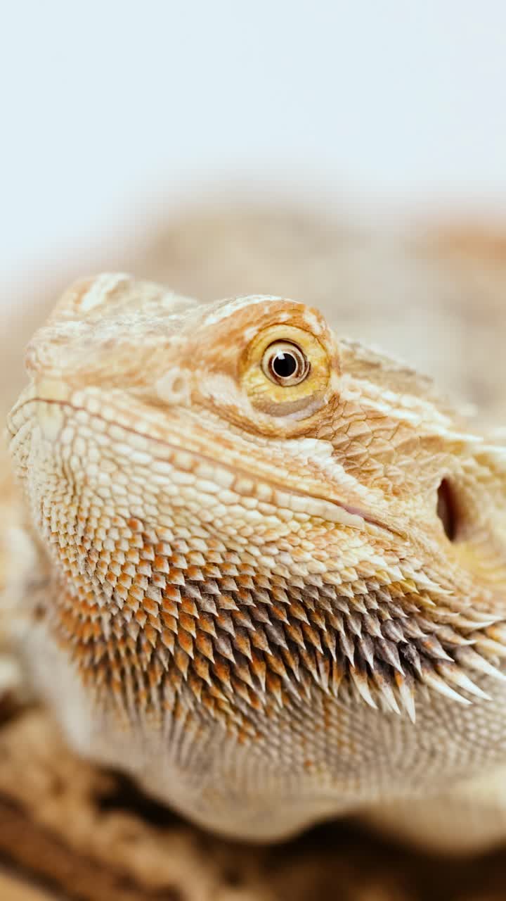 Primo piano dettagliato di un drago barbuto che mostra le sue squame texturizzate e un'espressione attenta sotto un'illuminazione soffusa.