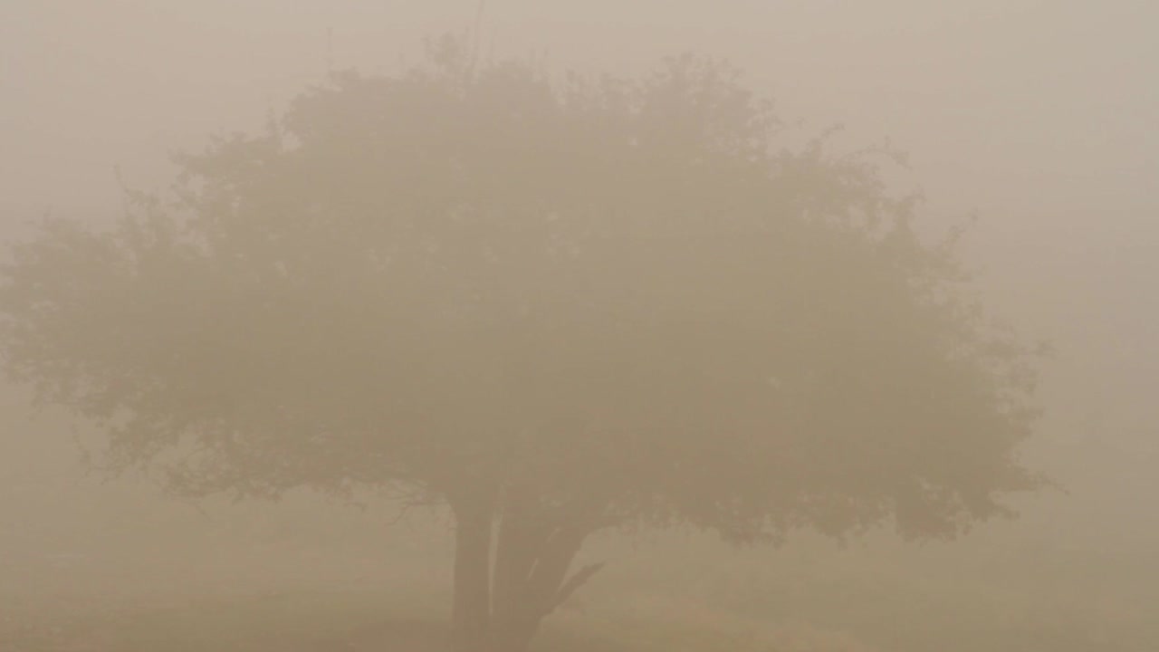 안개 가 가득 한  에 있는 양 들