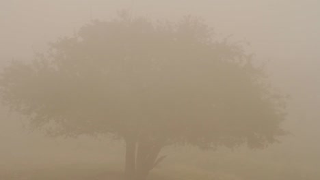 sheep in a foggy field