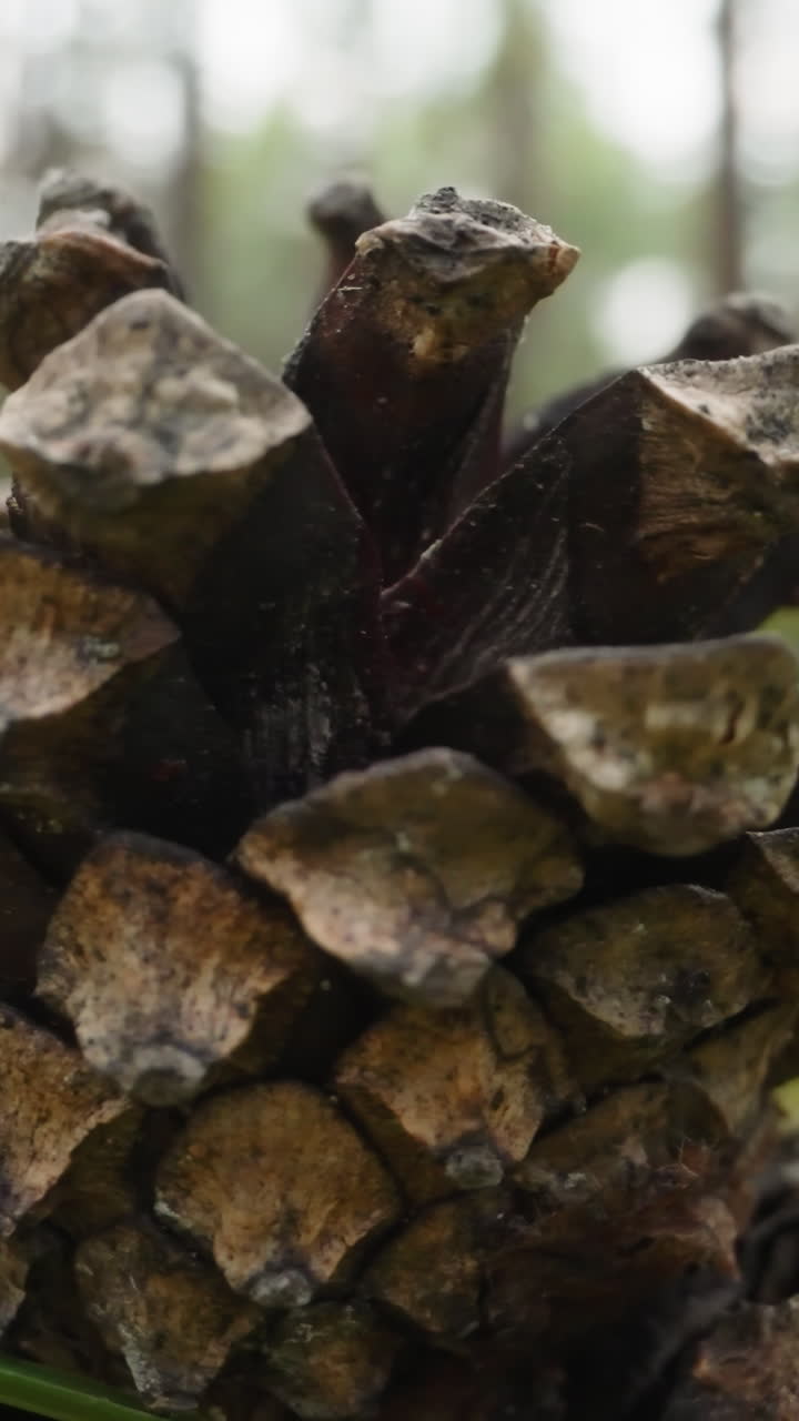 Open pine cone lies on ground among green grass near forest trees on warm cloudy day. Modified shoot of coniferous plant with seeds on blurred background