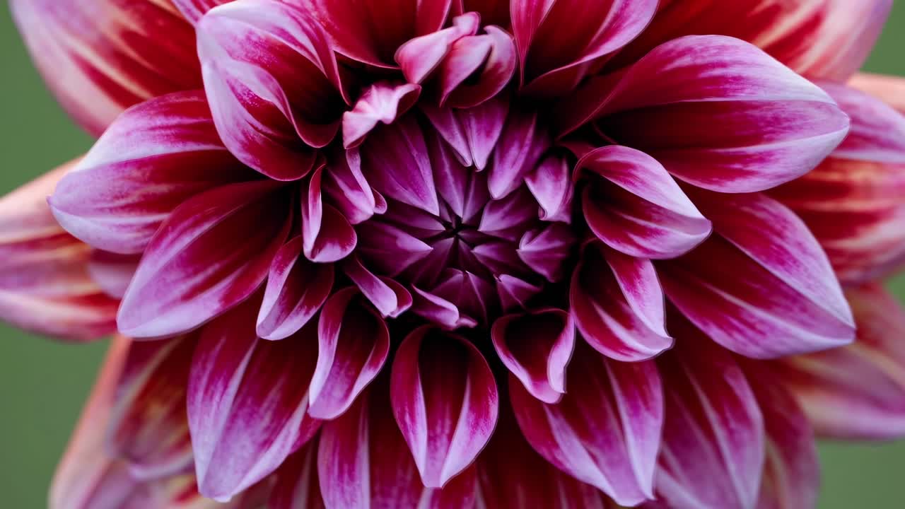 Primo piano di un vivace fiore di dalia rosa dall'alto, che mostra gli intricati dettagli dei petali.