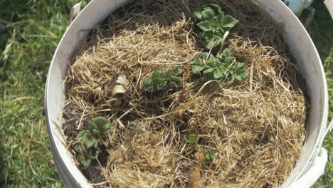 Papas-Plantadas-En-Cubo-Con-Mantillo-De-Heno