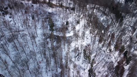 Verschneite-Landschaft-Und-öde-Waldlandschaft