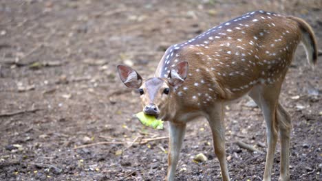 Ein-Hirsch,-Der-Baumblätter-Frisst