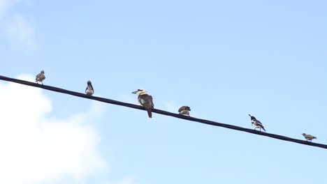 kookaburra perched on electrical wire