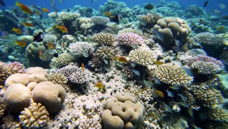 el vibrante arrecife de coral bajo el agua