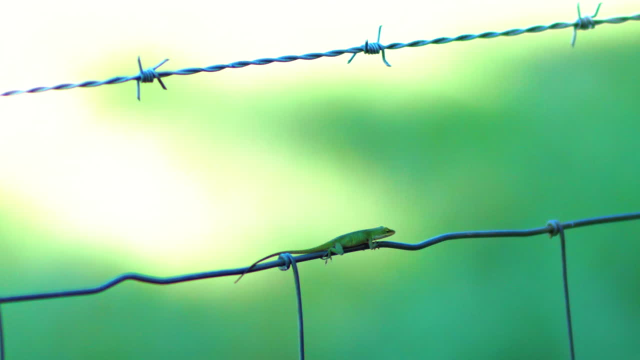 미늘 울타리를 걷는 녹색 도마뱀의 근접 촬영