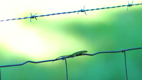 Closeup-of-green-lizard-walking-on-a-barb-wired-fence