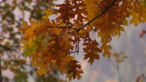 Vivid autumn colors light up the trees 1
