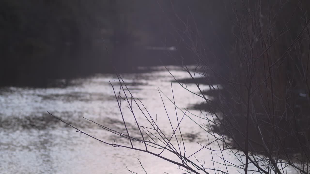 전경에 벌거벗은 나무가 있는 겨울 아침에 강의 정적 샷