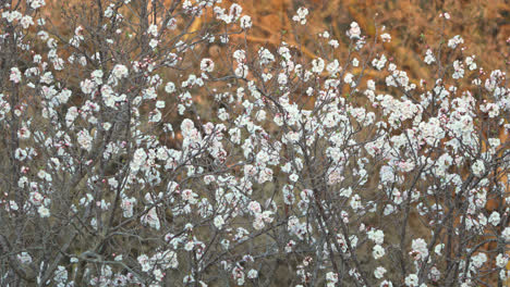 Toma-Panorámica-En-Cámara-Lenta-De-Las-Flores-De-Un-Nogal-Inglés.