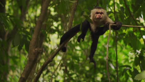 white-headed capuchin monkey resting on tree branch