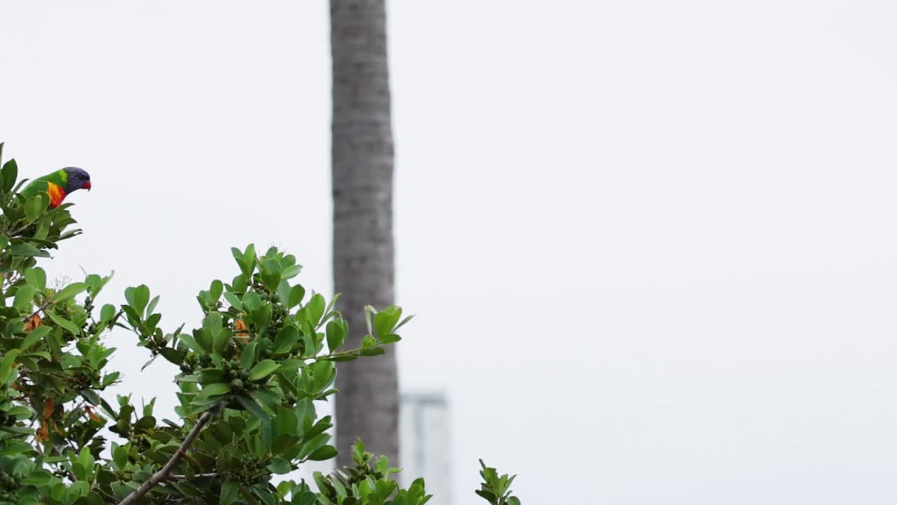 A colorful lorikeet takes flight, gliding past lush green leaves against an urban backdrop.