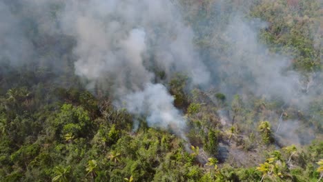 global deforestation, fires decreasing forest areas across the world - aerial view
