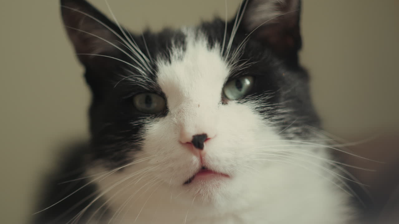 Funny sleepy pet cat looking up with confused expression