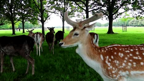 Small-antlered-deer-with-brown-coat-and-white-spots-with-herd-behind-in-Phoenix-Park,-Dublin