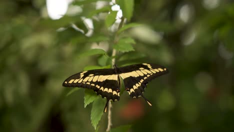 King-Swallowtail-Perching-On-Green-Vegetation-With-Open-Wings