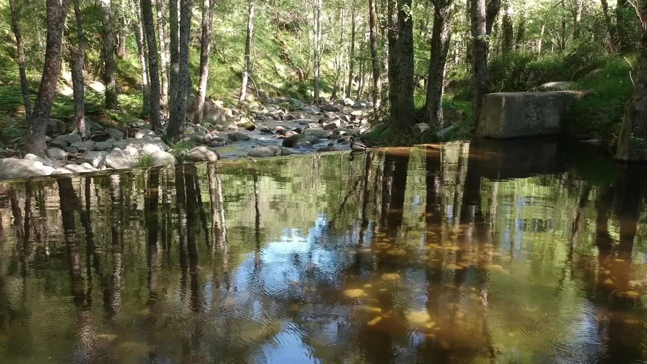 강 연못 너머로 오리를 향해 아주 가까이 다가가다