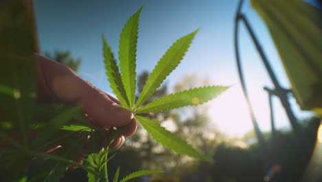 cerca de una mano inspeccionando una hoja de marihuana.