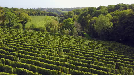 an aerial view of hop fields ready for harvest in kent, england, uk