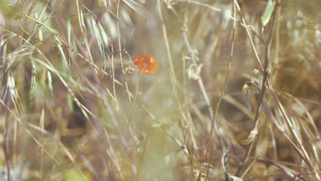 Einzelne-Mohnblume-Sitzt-Viel-Wildes-Gras