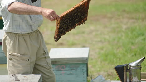 adult man apiarist examines honey frames full of bees. tools for apiary are at the hives. sunny day backdrop.
