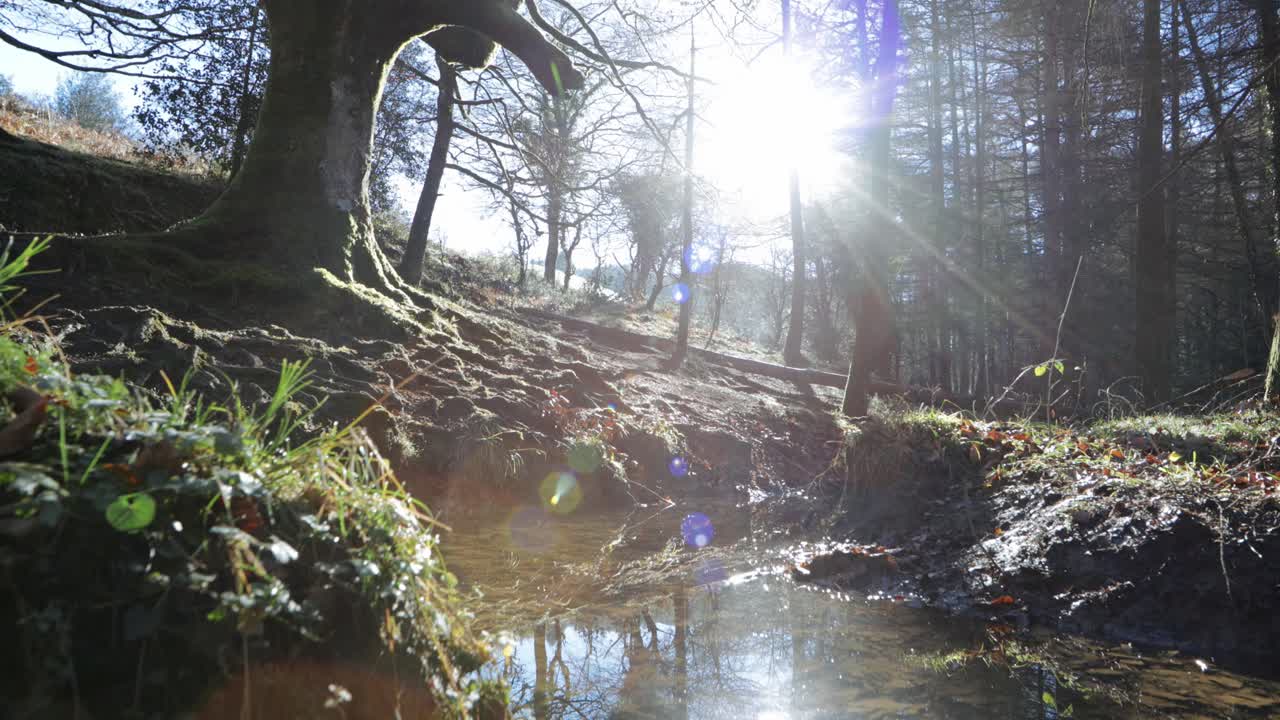 восход солнца в лесу с отражением