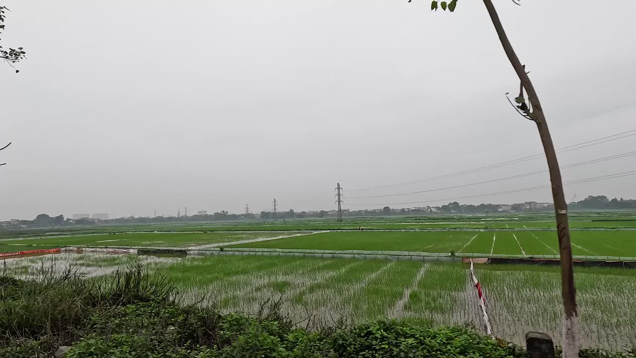 전력 전선 이 있는 울창 한 초록색