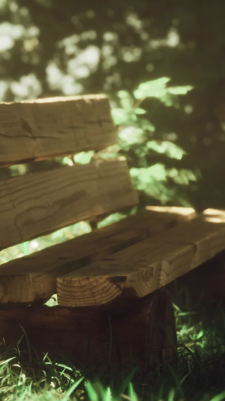 Wooden bench in a serene forest setting surrounded by greenery
