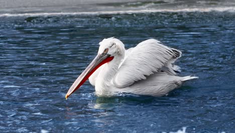 Dalmatinischer-Pelikan,-Der-Im-Winter-Auf-Eiswasser-Schwimmt---Nahaufnahme-Verfolgen