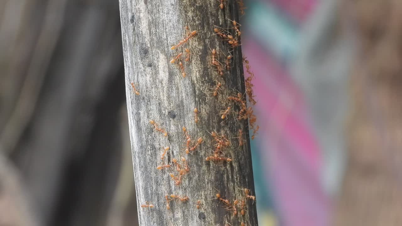 Formiche tessitrici che camminano sul legno