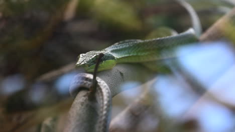 Snake-behind-a-window,-in-a-terrarium,-reptile,-wildlife