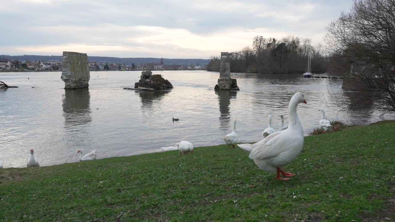 los gansos caminan pisando las laderas cubiertas de hierba en busca de insectos que comen aleteando alas
