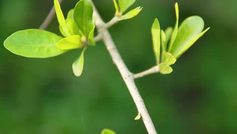 Primer-Plano-En-Cámara-Lenta-De-La-Planta-De-La-Selva-Verde-En-Goa,-India