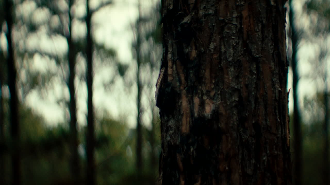Close-up of Pine Tree Trunk in a Forest