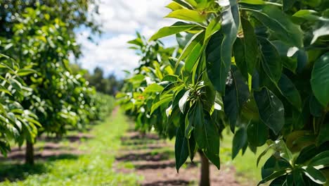orchard with rows of trees