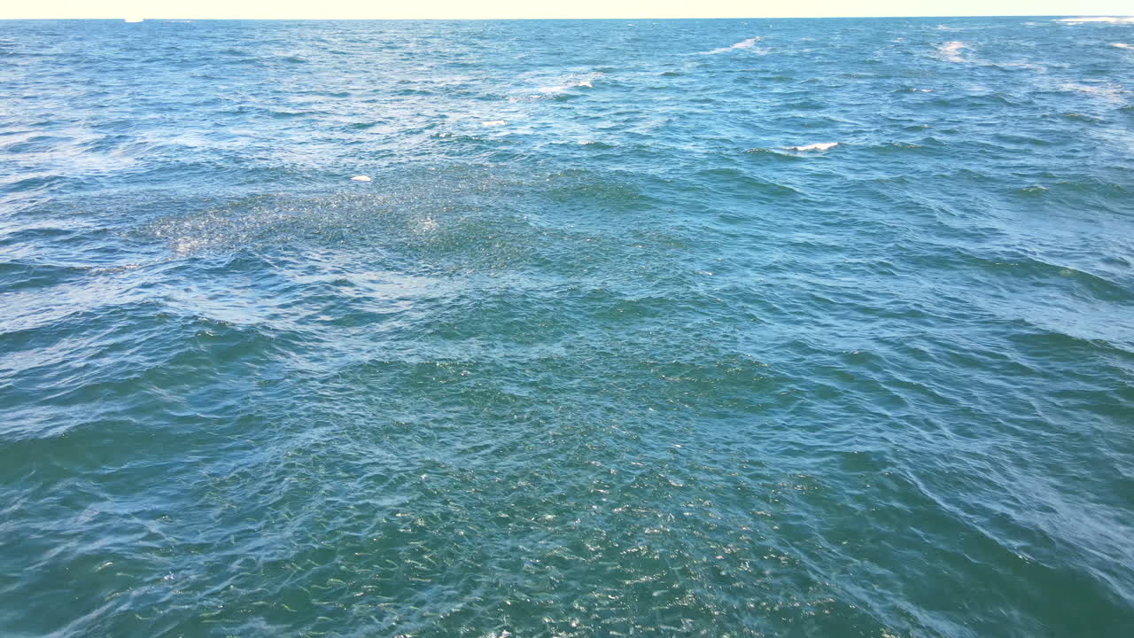Masses of schooling fish swim at surface of green Atlantic ocean water, aerial