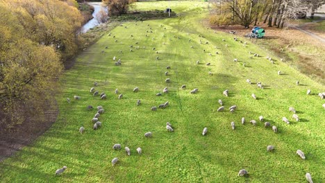 Aerial view of sheep grazing on a lush green field in Wanaka, New Zealand, under bright daylight