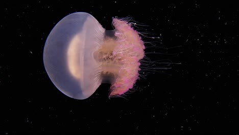 Tomato-Jellyfish--in-Blackwater,-Anilao,-Philippines-60fps