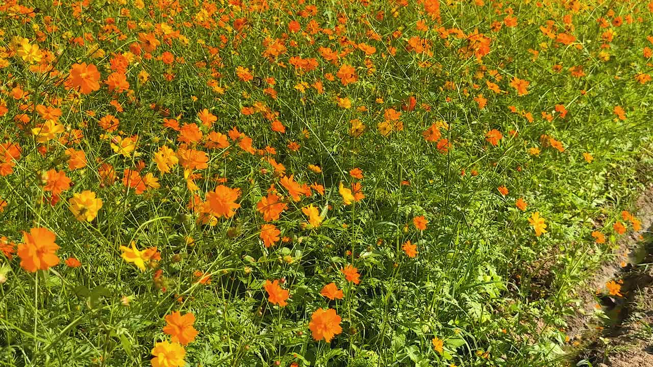 Fiori arancioni sbocciano in un rigoglioso campo verde