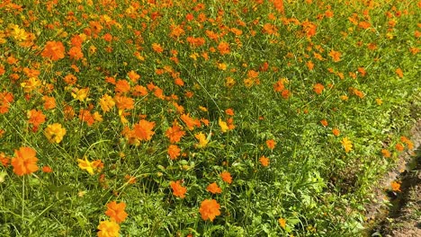 las flores de naranja florecen en un campo verde exuberante