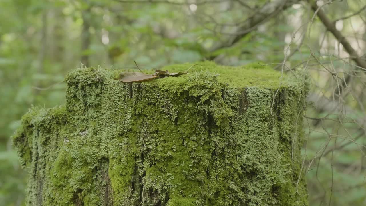tronco de árbol cubierto de musgo en el bosque