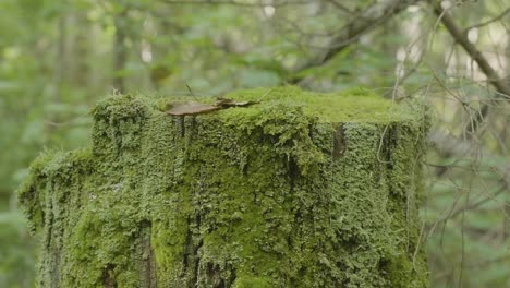 moss-covered tree stump in the forest