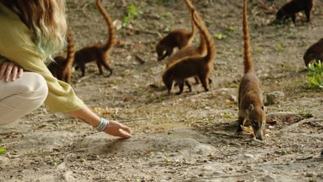 a woman gently reaches toward a group of curious wild coatis foraging on the jungle floor in tikal, creating a calm human-animal moment.